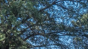 Hampton Va Apartments For Rent Rentcaf 233